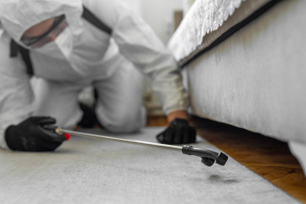 Professional Termite Control technician working in Wilder, VT