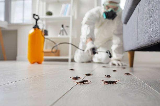 Affordable Termite Control solutions in Wilder, VT